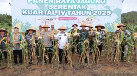 Gubernur Babel, Hidayat Arsani bersama Kapolda dan Forkompimda memanen jagung hibrida di SPN Lubuk Bunter. Foto : Ist/Biro Adpim Babel