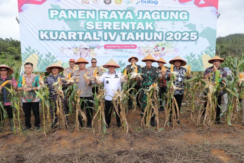 Gubernur Babel, Hidayat Arsani bersama Kapolda dan Forkompimda memanen jagung hibrida di SPN Lubuk Bunter. Foto : Ist/Biro Adpim Babel